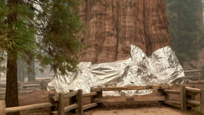 USA Kalifornien Sequoia Nationalpark General Sherman Mammutbaum.jpg